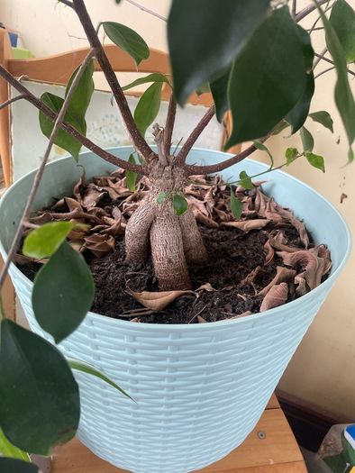 indoor plant