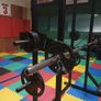 weight bench / home gym / multi bench Image 2