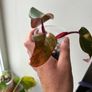 Philodendron Strawberry Shake Image 2