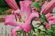 Pink Oriental Tree Lily Bulbs