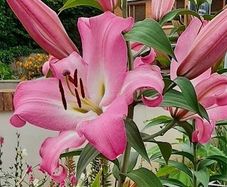 Pink Oriental Tree Lily Bulbs