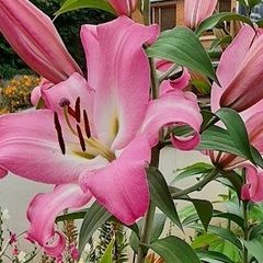 Pink Oriental Tree Lily Bulbs
