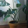 Monstera Image 2