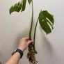 Monstera Albo variegated Image 4