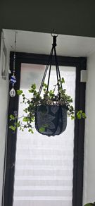 Pink Lady indoor plant with hanging pot