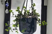Pink Lady indoor plant with hanging pot