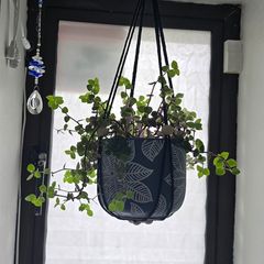 Pink Lady indoor plant with hanging pot