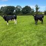 10 February calving Xbred heifers Image 7