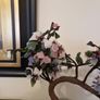 Bonsai Image 3
