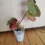 real plant Image 3