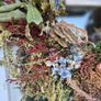door wreath Image 7