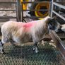 4 year old lanark ram Image 3