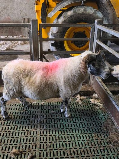 4 year old lanark ram