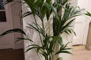 kentia palm