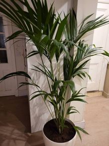 kentia palm