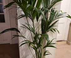 kentia palm