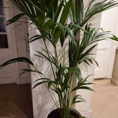 kentia palm