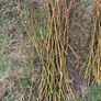 Willow cuttings Image 3