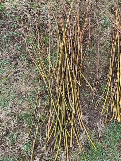 Willow cuttings