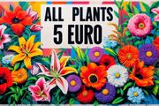 All Plants 5 Euro including rare varieties