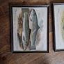 fish pictures Image 2