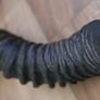 Antique 1800s rare Kudu  Horn length 23" Image 8
