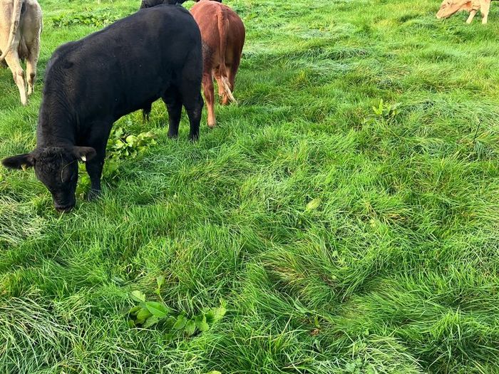 Cattle