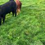 Cattle Image 9
