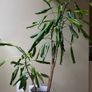 house plant Image 2