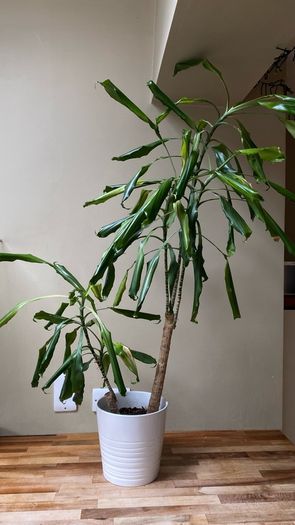 house plant