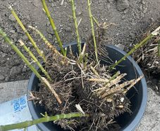 Bamboo Plants