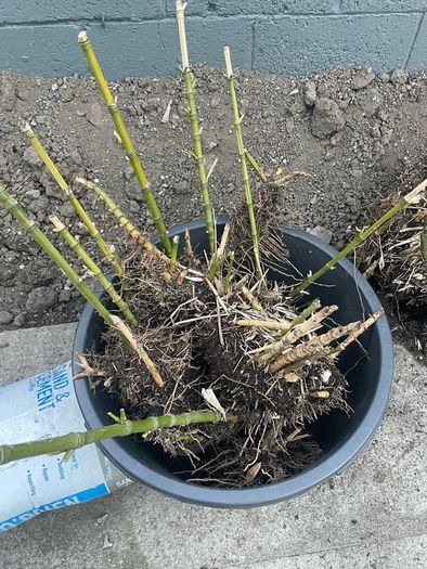 Bamboo Plants