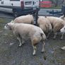 Purebred belted hogged rams Image 2