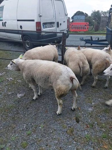Purebred belted hogged rams