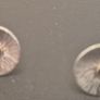 Sterling Silver & Gold Earrings Image 4