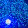 Coral frags Image 8