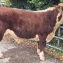 Pedigree Hereford Bulls for Sale Image 2