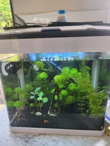 aqua nova 32ltr fish tank with gas mustard beta