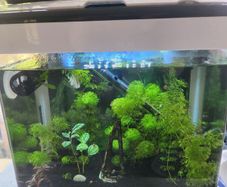 aqua nova 32ltr fish tank with gas mustard beta