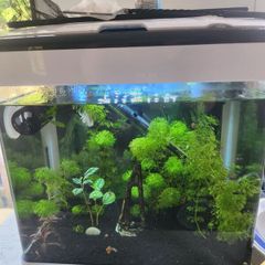 aqua nova 32ltr fish tank with gas mustard beta