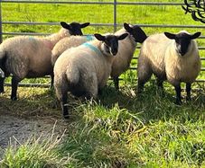 Organic Cheviot/suffolf cross ewe lambs