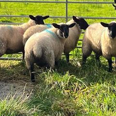 Organic Cheviot/suffolf cross ewe lambs