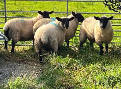 Organic Cheviot/suffolf cross ewe lambs
