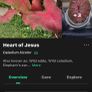 plant red caladium Image 7
