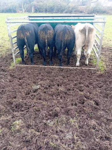 9 Aberdeen angus weanling bulls