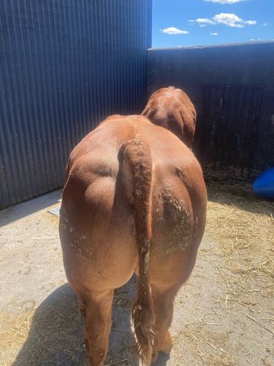 2 hybrid bulls