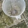 Dyson Dc19 Vacuum For ( Parts Only) Image 7