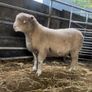 Dorset sheep/ rams Image 4