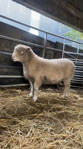 Dorset sheep/ rams