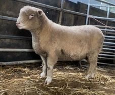 Dorset sheep/ rams